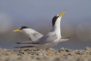 Sterninae Prints: California least terns (Sternula antillarum browni) courtship behaviour