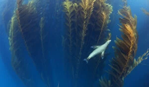 2018 July Highlights Gallery: Californian sea lion (Zalophus californianus) in Giant kelp (Macrocystis pyrifera) forest