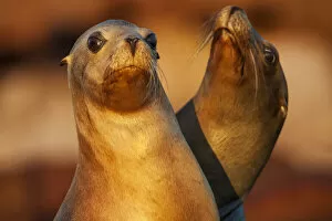August 2021 Highlights Gallery: Californian sea lion (Zalophus californianus), Los Islotes