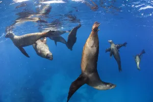 Californian sea lion (Zalophus californianus), La Lobera Islet, near San Jose Island Californian sea lion (Zalophus californianus), La Lobera Islet, near San Jose Island