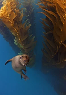 Californian Sealion (Zalophus californianus) in kelp (Macrocystis pyrifera) forest