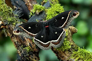 Lepidoptera Gallery: Calleta silkmoth (Eupackardia calleta), Texas USA Controlled conditions