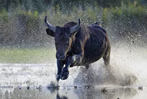 Moving Collection: Camargue bull (Bos taurus) running through marshland, Camargue, France. October