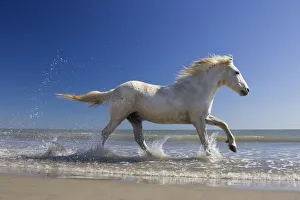 Camargue horse (Equus caballus) running in water at beach, Camargue, France, April