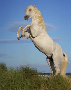 Stallions Prints: Camargue horse (Equus ferus caballus) stallion rearing up. Camargue, France. June