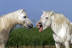 Aggression Gallery: Camargue horse, two, one with mouth open. Bouches du Rhone, France May