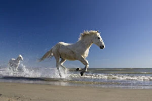 Action Gallery: Camargue horses (Equus caballus) running in water at beach, Camargue, France, April