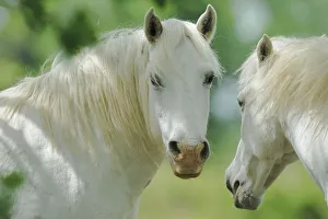 Horses And Pony Prints: Two Camargue horses (Equus caballus), Camargue, France, May