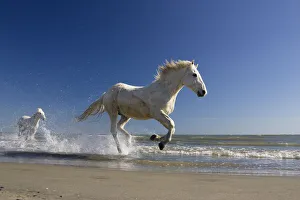 Camargue horses (Equus caballus) running in water at beach, Camargue, France, April