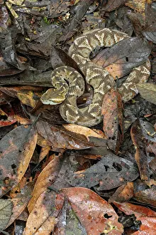 Viper Prints: Cambell's toadheaded viper (Bothrocophias campbelli) camouflaged in leaf-litter