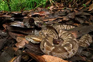 Viper Prints: Cambell's toadheaded viper (Bothrocophias campbelli) camouflaged in leaf-litter in cloud forest