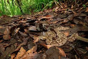Viper Prints: Cambell's toadheaded viper (Bothrocophias campbelli) camouflaged in leaf-litter in cloud forest