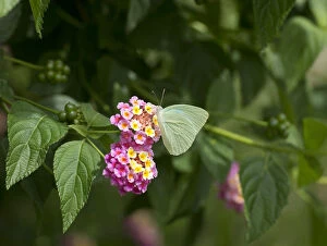 Nectaring Gallery: Cambridge vagrant butterfly (Nepheronia thalassina) nectaring on Lantana (Lantana camara)