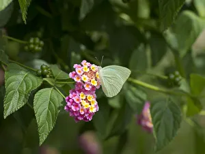Heather Angel Prints: Cambridge vagrant butterfly (Nepheronia thalassina) nectaring on Lantana (Lantana camara)