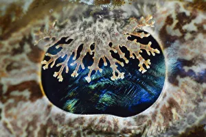 March 2022 Highlights Prints: Camouflaged eye detail of a huge Crocodilefish (Cymbacephalus beauforti)