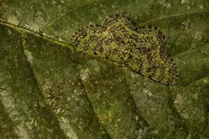 Camouflaged moth on a leaf tropical rainforest, Borneo, Malaysia