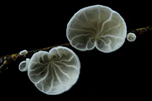Marasmiaceae Prints: Campanella fungus sprouting from a rotten stem in the Malagasy rainforest