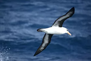 Albatross Gallery: Campbell albatross (Diomedea melanophrys impavida) over sea south of Campbell Islands