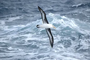 Campbell albatross (Diomedea melanophrys impavida) over sea south of Campbell Islands