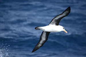 2018 October Highlights Prints: Campbell albatross (Diomedea melanophrys impavida) over sea south of Campbell Islands