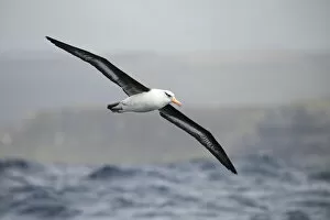 Albatross Gallery: Campbell albatross (Thalassarche impavida), flying off Campbell Island