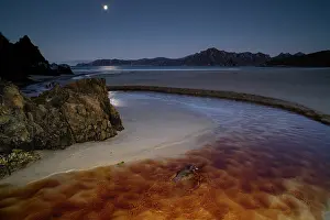 Campbell Island teal (Anas nesiotis) feeding in coastal stream under moonlight, Sealers Bay, Whenua Hou / Codfish Island, New Zealand