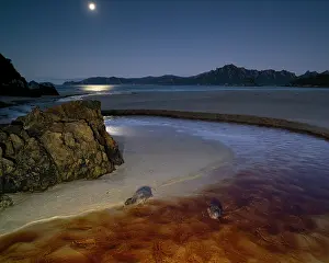 Nocturnal Prints: Two Campbell Island teals (Anas nesiotis) feeding in coastal stream under moonlight