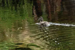 Rear View Prints: Campbell teal (Anas nesiotis) on water, Campbell Island, New Zealand Sub Antarctic Islands