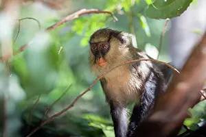 West Africa Prints: Campbell's monkey (Cercopithecus campbelli) sitting in tree