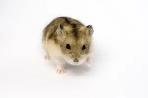 Mark Bowler Prints: Campbells Russian dwarf hamster Phodopus campbelli