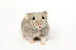 Campbells Russian dwarf hamster (Phodopus campbelli) opal colour form