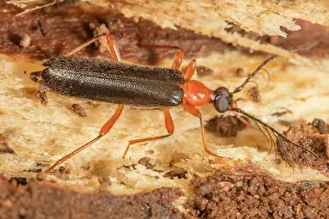 Tenebrionoidea Prints: Canada fire-colored beetle (Dendroides canadensis) portrait, Pennsylvania, USA. June