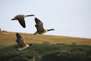 Canada geese (Branta canadensis) in flight at Abbotsbury Swannery, Abbotsbury, Dorset, England, UK