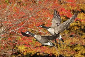 Branta Prints: Two Canada geese (Branta canadensis) in flight with autumn foliage behind