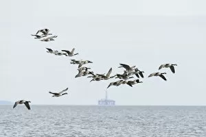 Highlands Of Scotland Collection: Canada geese (Branta canadensis) flock in flight, Moray Firth, Highlands, Scotland. June