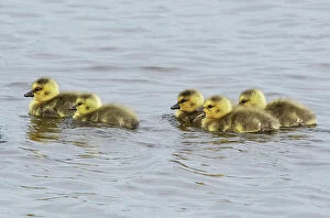 What's New: Canada geese (Branta canadensis) goslings on lake, Druridge Pools Nature Reserve, Northumberland