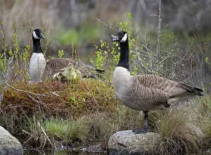 Anatidae Prints: Canada geese (Branta canadensis) pair with newborn goslings standing at edge of a beaver pond