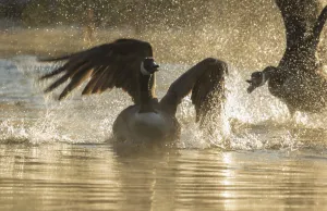 Branta Prints: Canada geese (Branta canadensis) two during territorial fight in early spring, Ithaca