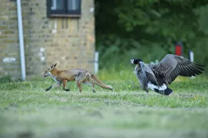 Canada goose (Branta canadensis) chasing off urban Red fox (Vulpes vulpes) London, May