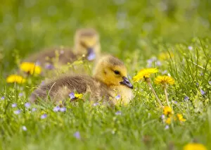 Images Dated 4th May 2010: Canada Goose (Branta canadensis), two goslings sitting amid flowers on a lawn in spring