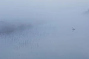 Castelein 100 Landscapes Collection: Canada goose (Branta canadensis) goose reflected in drain canal, in mist at dawn