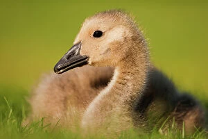 Images Dated 30th July 2012: Canada goose (Branta canadensis) gosling portrait, Hornsey, London, UK May