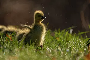 Anatidae Gallery: Canada Goose (Branta canadensis) gosling flapping its 'wings', Ithaca, New York, USA. April 2020