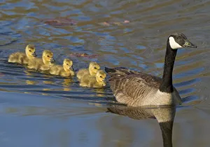 Guidance Prints: Canada goose (Branta canadensis) adult swimming leading five goslings, Ithaca, New York