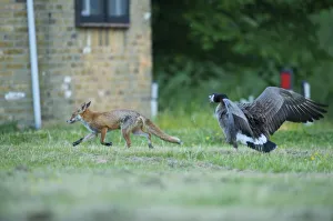 Foxes Prints: Canada goose (Branta canadensis) chasing off urban Red fox (Vulpes vulpes) London, May