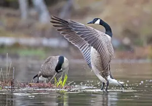 Branta Prints: Canada goose (Branta canadensis) flapping wings on pond
