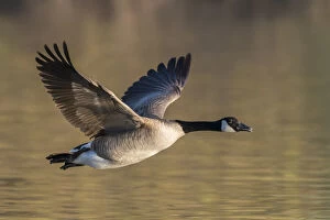 2019 December Highlights Gallery: Canada Goose (Branta canadensis) in flight. Gilbert Water Ranch, Arizona, USA. January