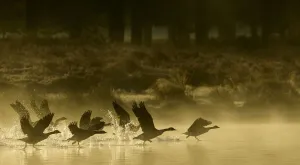 Canada goose (Branta canadensis) flock taking off from a lake at sunrise. London, UK