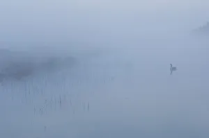 Castelein 100 Landscape Prints: Canada goose (Branta canadensis) goose reflected in drain canal, in mist at dawn
