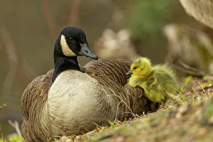 Canada goose Branta canadensis with gosling For sale as Framed